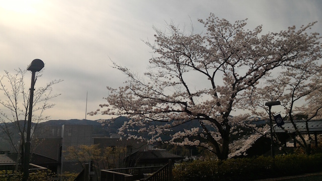 桜 その2